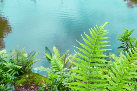 Closeup fern leaf with garden pond backgroundの写真素材