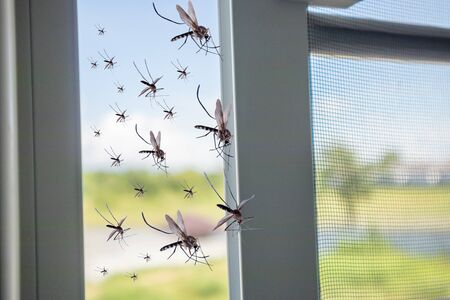 Many mosquitoes flying in to the house while insect net was opened