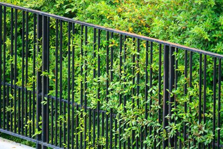 Black metal fence with green leaves plant