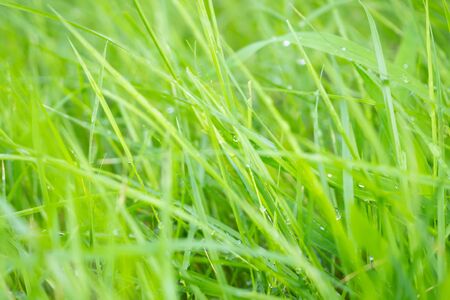 Abstract green grass close up blur backgroundの写真素材