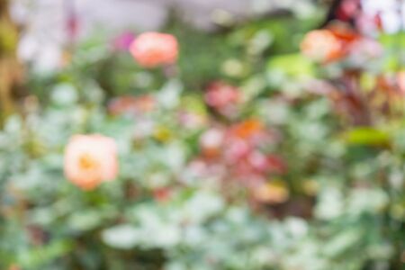 Abstract blur colorful rose flowers in the garden natural bokeh light backgroundの写真素材