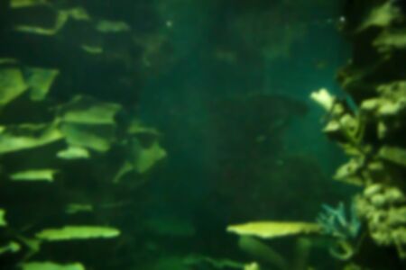 Underwater ocean abstract blur for backgroundの写真素材