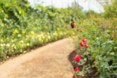 Abstract blur beautiful roses in flower garden backgroundの写真素材