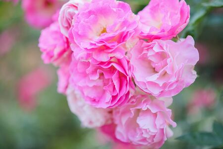 Beautiful pink roses flower in the gardenの写真素材