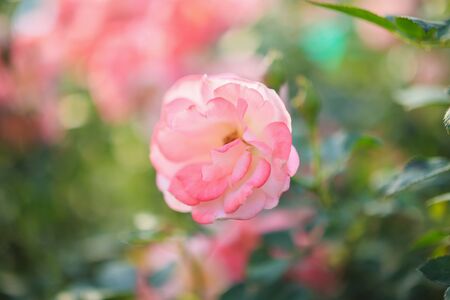 Beautiful pink roses flower in the gardenの写真素材