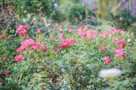 Beautiful pink roses flower in the gardenの写真素材