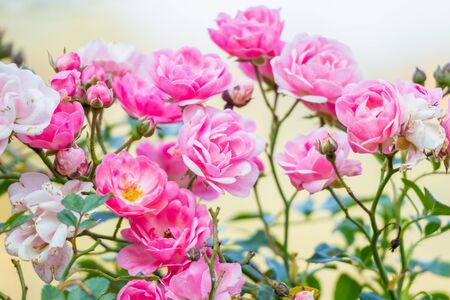 Beautiful pink roses flower in the gardenの写真素材