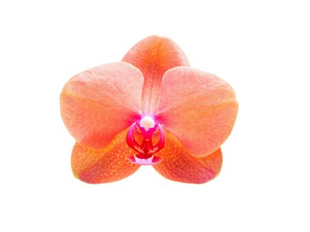Beautiful phalaenopsis orchid flower isolated on white backgroundの写真素材