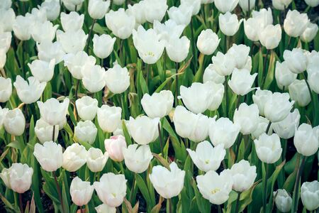 Fresh white tulips flower bloom in the gardenの写真素材