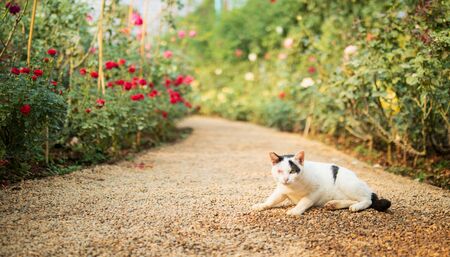 cat in beautiful rose gardenの写真素材