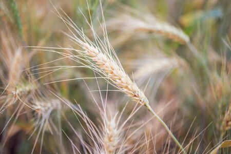 Barley wheat field nature backgroundの写真素材