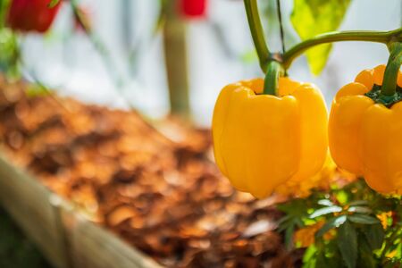 Yellow bell pepper plant growing in organic gardenの写真素材