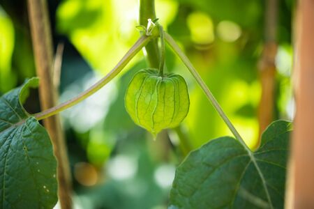 Fresh Cape Gooseberry (Physalis peruviana) on tree branchの写真素材