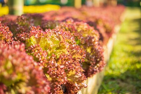 Fresh Lollo Rossa red leaves lettuce salad plant in organic farm