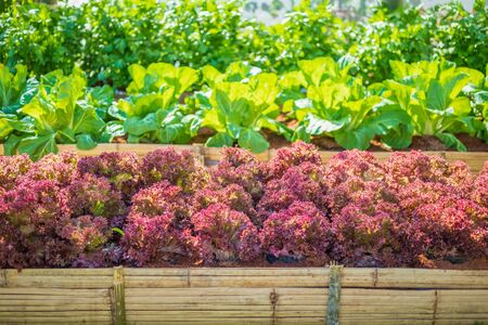 Fresh Lollo Rossa red leaves lettuce salad plant in organic farmの写真素材