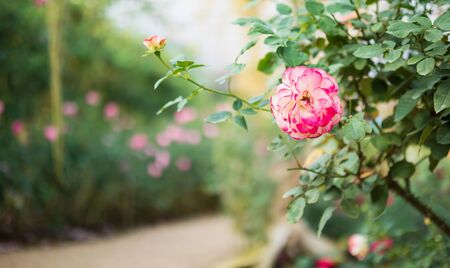 Beautiful colorful pink roses flower in the gardenの写真素材