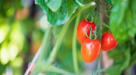 Fresh red ripe tomatoes hanging on the vine plant growing in greenhouse gardenの写真素材