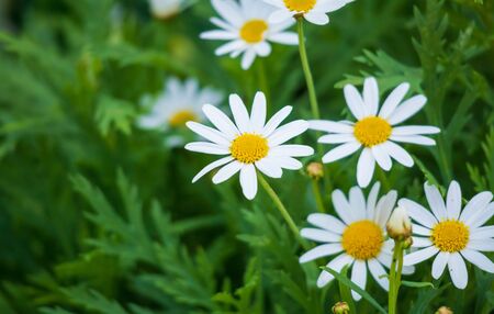 Daisy flower with green leavesの写真素材