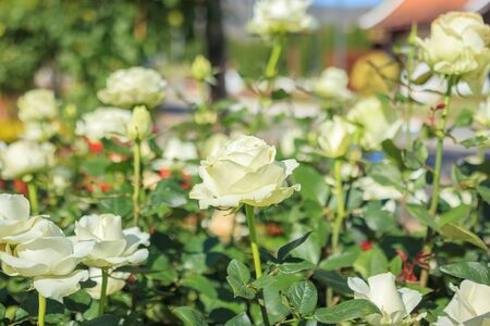 Beautiful white roses flower in the gardenの写真素材