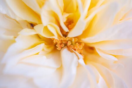 Beautiful rose flower close up abstract backgroundの写真素材