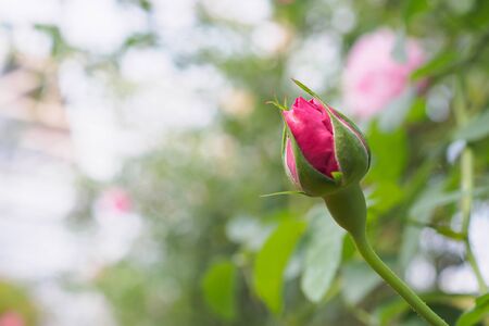 Beautiful colorful pink roses flower in the garden