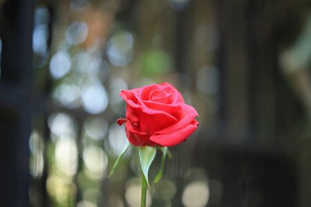 Beautiful red roses flower in the gardenの写真素材