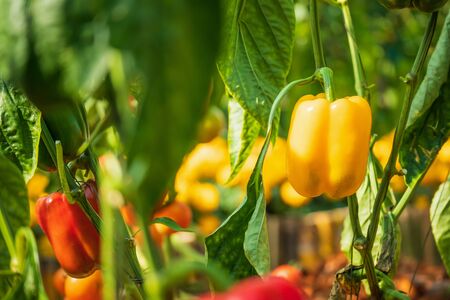 Yellow bell pepper plant growing in organic gardenの写真素材