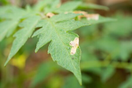 Tomatoes plant with disease on leaves in vegetable gardenの写真素材
