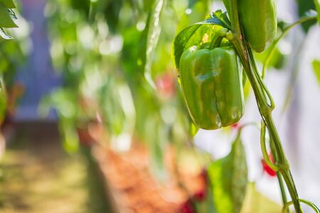 Green bell pepper plant growing in organic gardenの写真素材