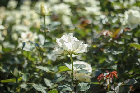 Beautiful white roses flower in the gardenの写真素材