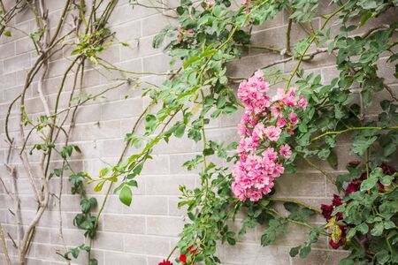 Beautiful climbing rose on vintage gray brick in flower garden
