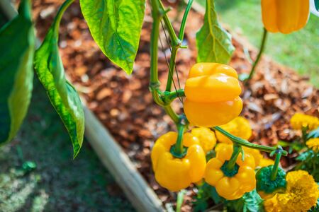 Yellow bell pepper plant growing in organic gardenの写真素材