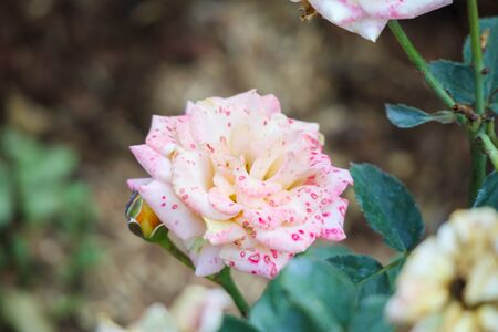 Beautiful roses flower in the gardenの写真素材