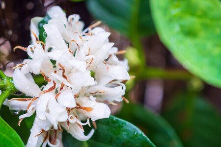 White coffee flowers in green leaves tree plantation close upの写真素材
