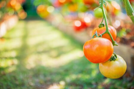 Fresh red ripe tomatoes hanging on the vine plant growing in organic gardenの写真素材