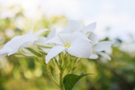 White plumeria flowers in the gardenの写真素材