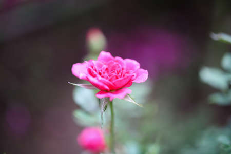 Beautiful pink roses flower in the gardenの写真素材