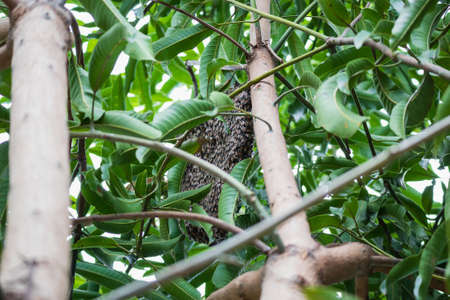 large wild honey bee comb on tree branchの写真素材