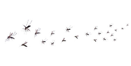 Flying mosquitoes isolated on white background