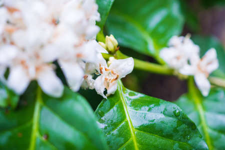 White coffee flowers in green leaves tree plantation close upの写真素材