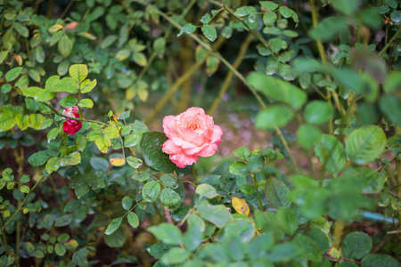 Beautiful colorful pink roses flower in the gardenの写真素材