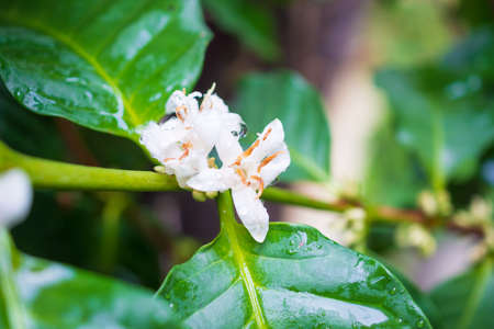 White coffee flowers in green leaves tree plantation close upの写真素材