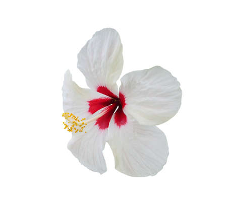 hibiscus flower isolated on white backgroundの写真素材