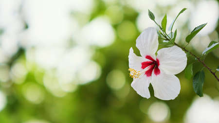 White hibiscus flower with green tropical garden blurred backgroundの写真素材