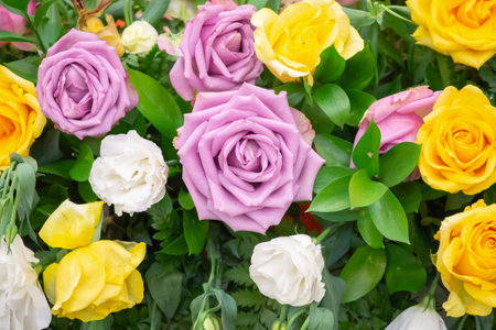 rose flower in bouquet backgroundの写真素材