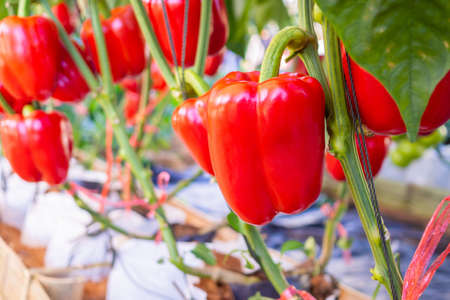 Red bell pepper plant growing in organic gardenの写真素材