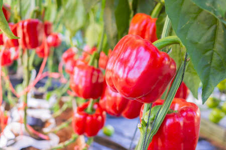 Red bell pepper plant growing in organic gardenの写真素材