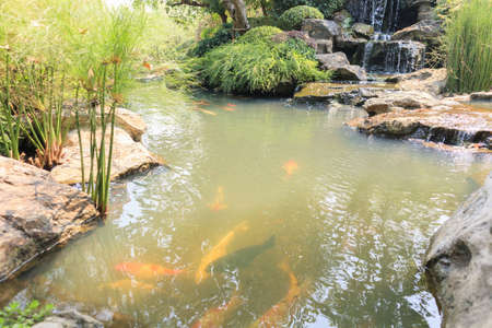 Koi fish in the garden pondの写真素材