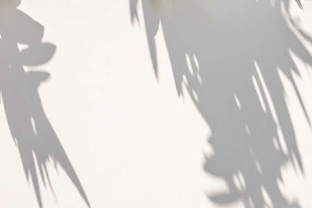 Abstract natural tree leaves on white wall backgroundの写真素材
