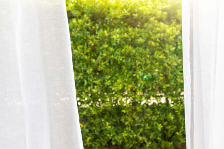White curtain window with green garden background
